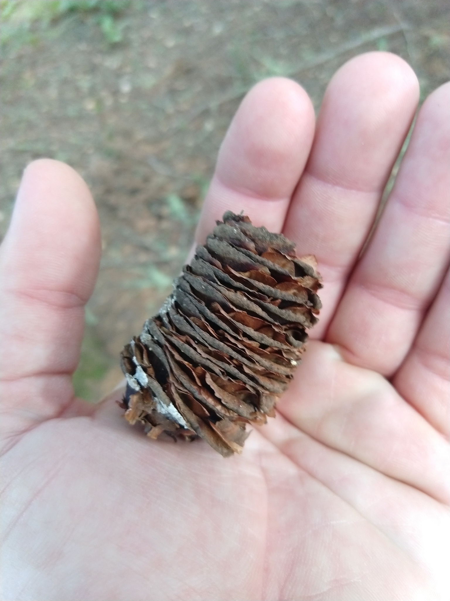 international backfill (iNaturalist): Abies