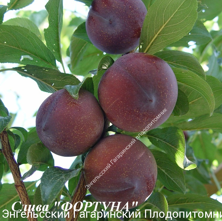 Слива Фортуна