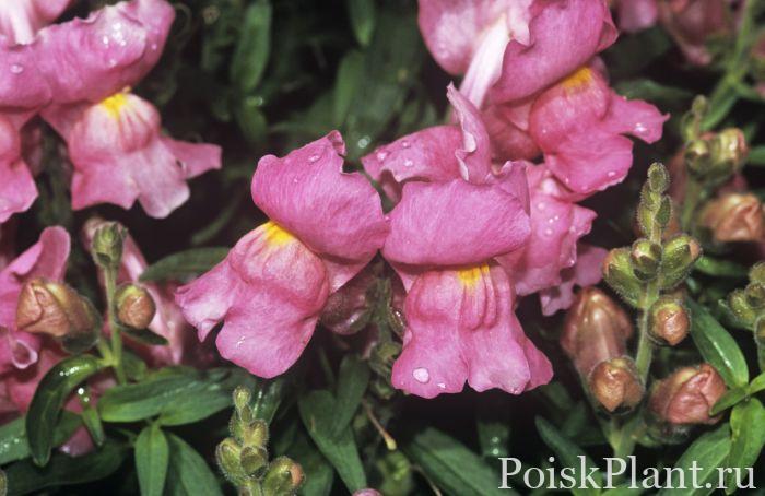 Антиринум большой Montego Pink