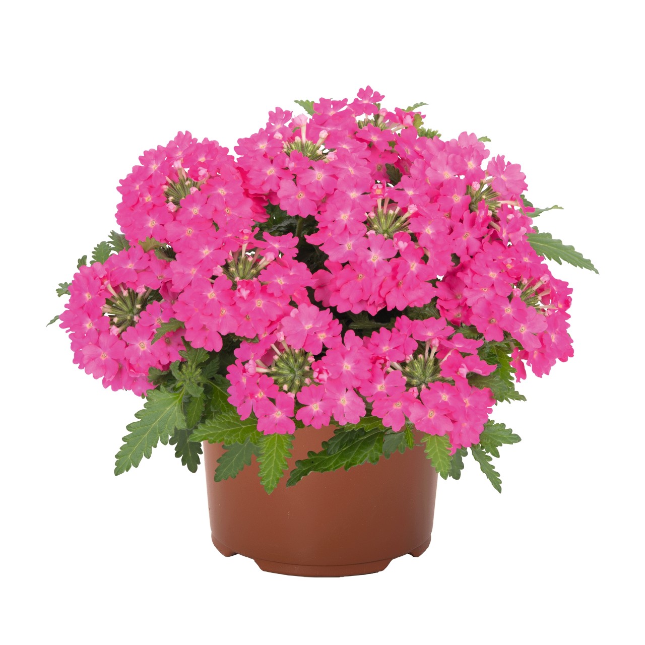 Вербена Lindolena Hot Pink