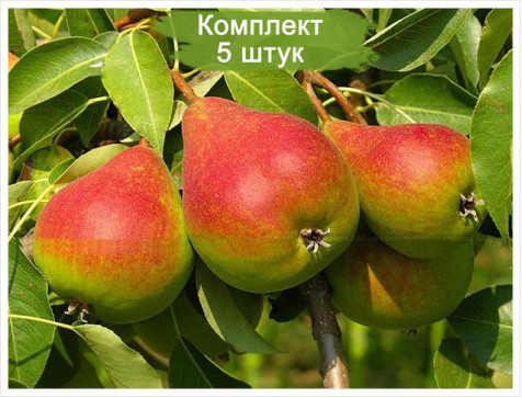 Груша Мария