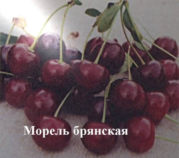 Вишня Морель брянская