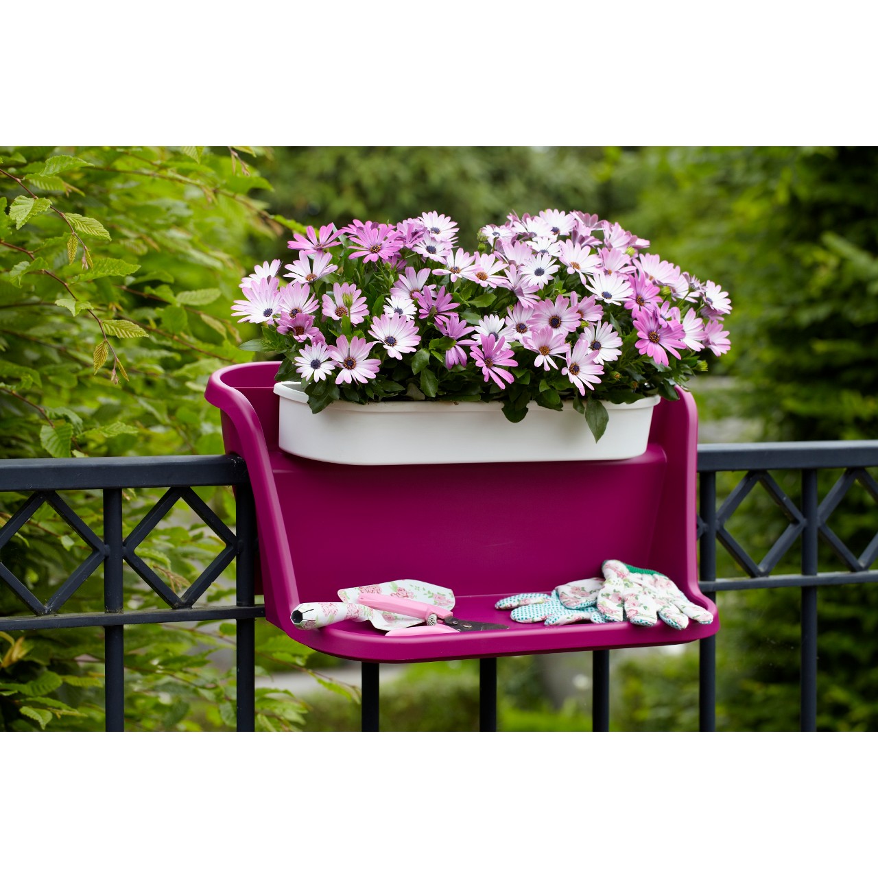 Остеоспермум Margarita Lilac
