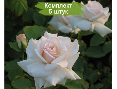 Роза Сван Лейк (плетистая)