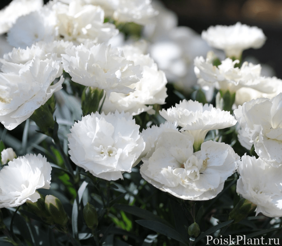 Гвоздика альвуди Dinamic White
