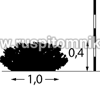 Барбарис Тунберга Golden Nugget