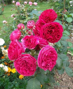 Роза Хитклиф