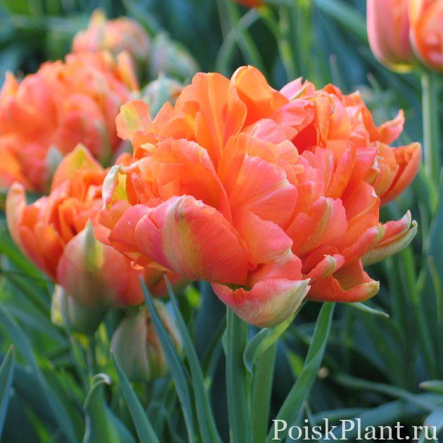Тюльпан поздний махровый Orange Angelique
