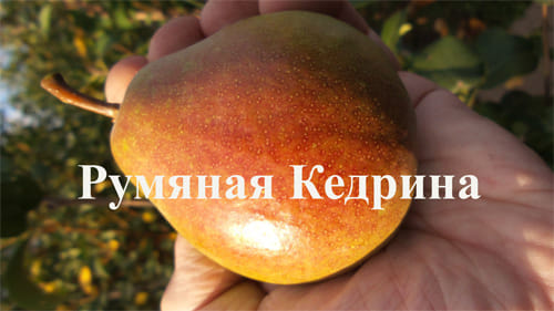 Груша Румяная Кедрина