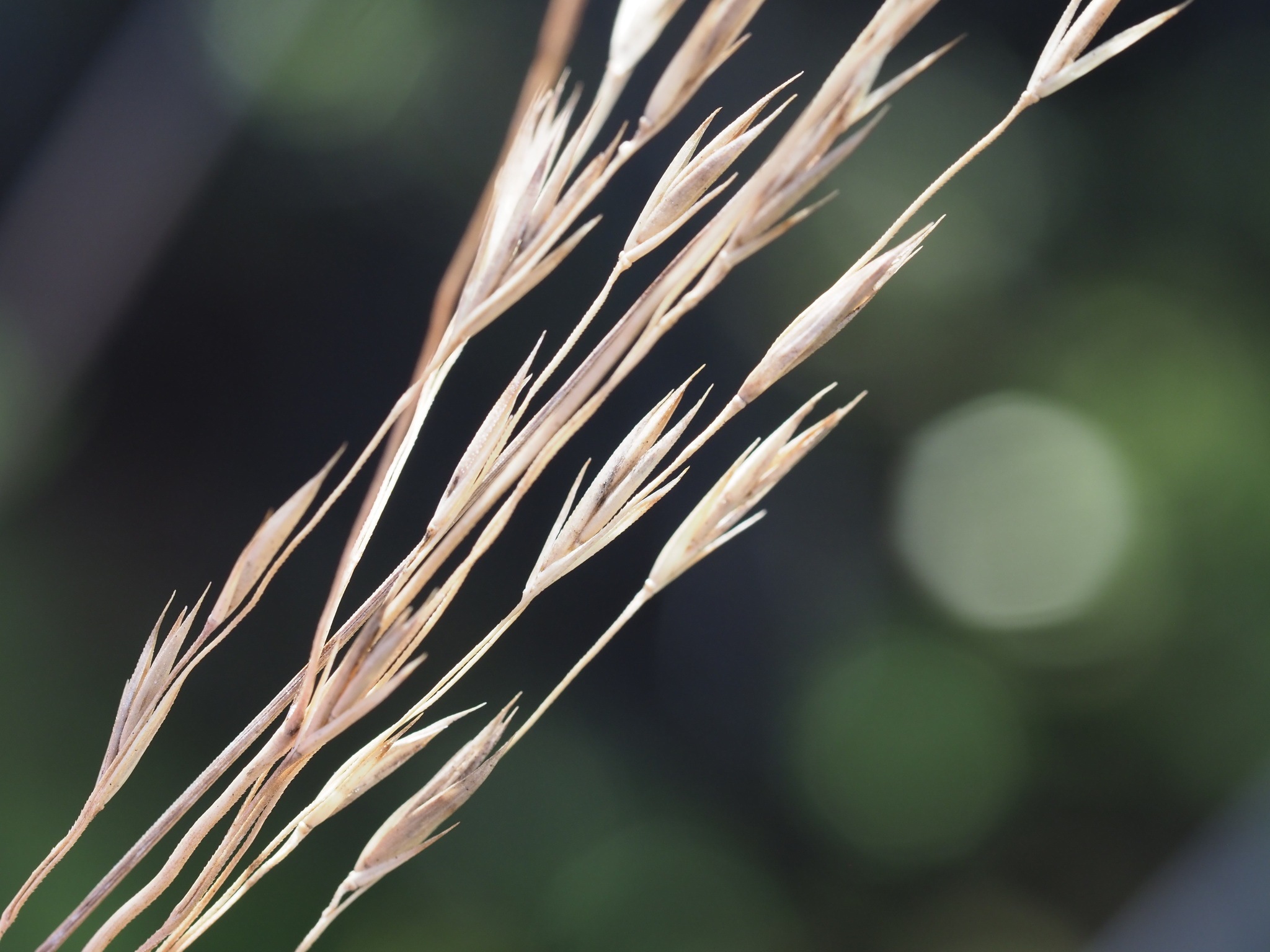 international backfill (iNaturalist): Festuca