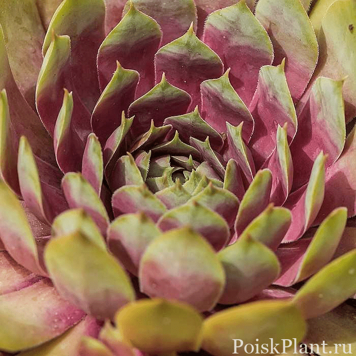 Молодило гибридное BigSam Pink Pomelo