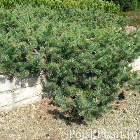 Сосна обыкновенная Albyns