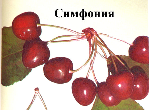 Черешня Симфония