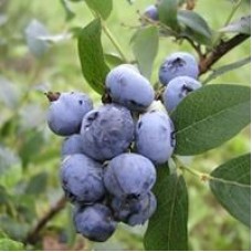 Голубика высокорослая (Vaccinium corymbosum Bluecrop)