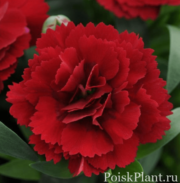 Гвоздика альвуди Dinamic Dark Red