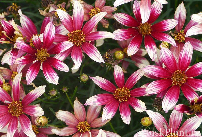Кореопсис мутовчатый Sunstar Rose