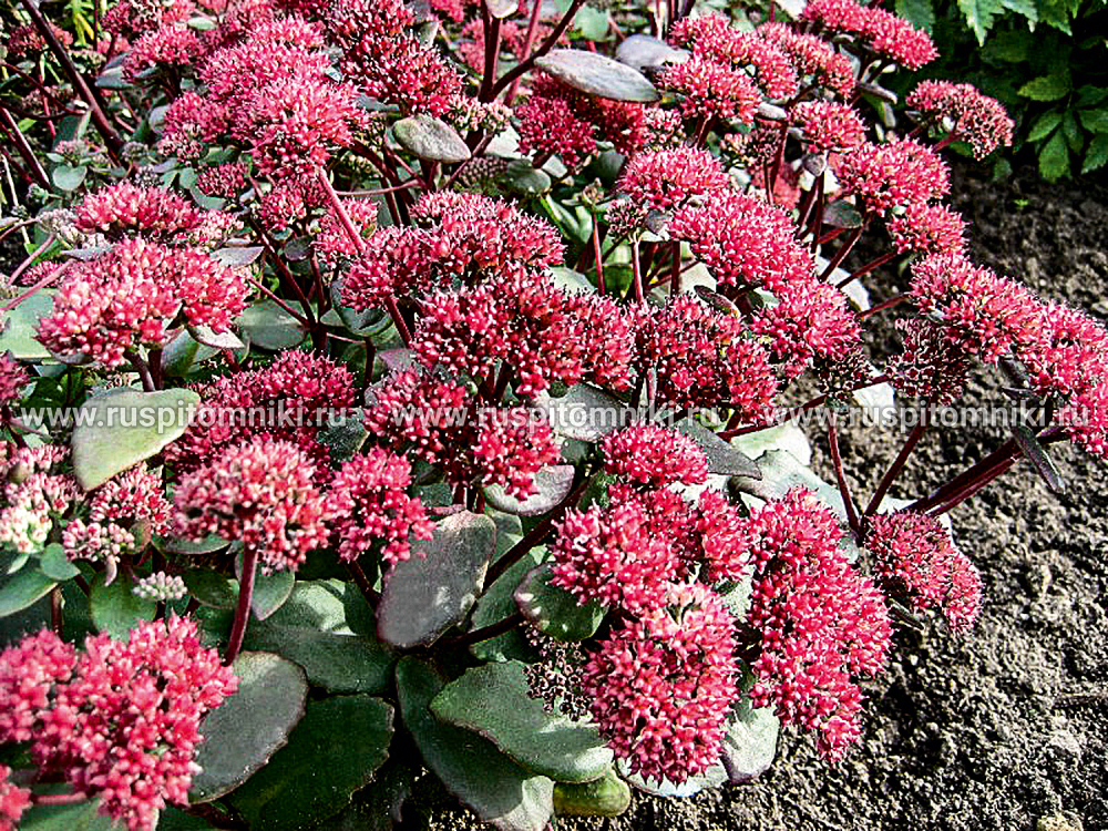 Гибридные сорта Red Cauli