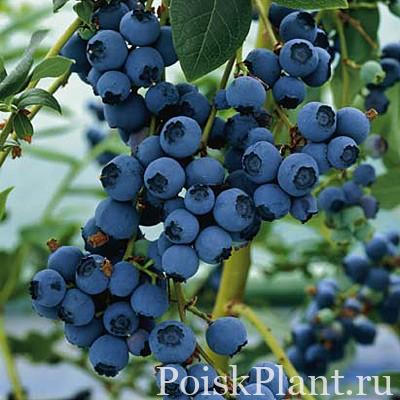 Голубика высокорослая Bluecrop