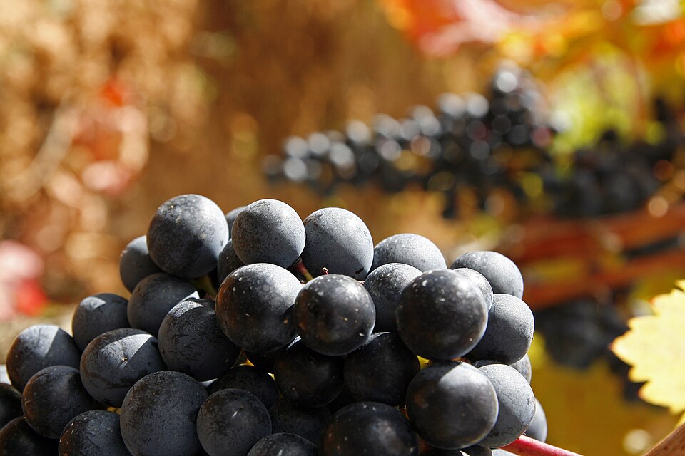 Виноград Tempranillo