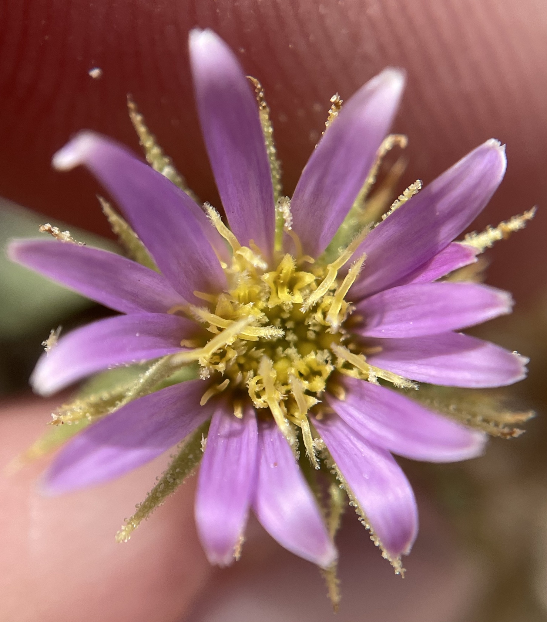 international backfill (iNaturalist): Aster