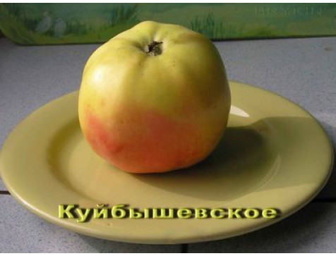 Яблоня Куйбышевское