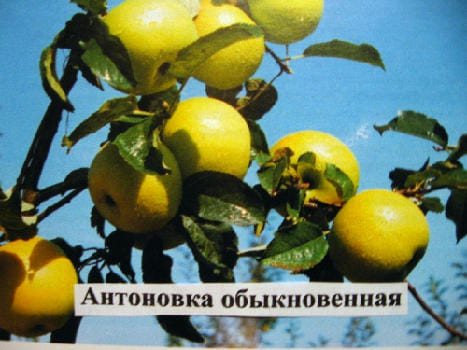 Яблоня "Антоновка обыкновенная" Садоград 1летние саженцы