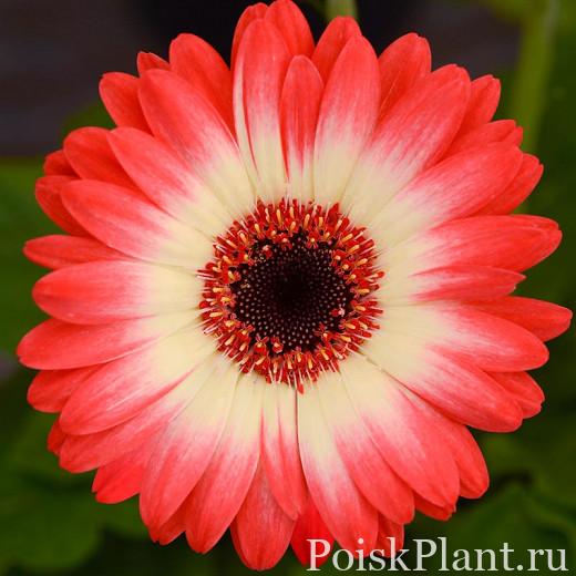 Гербера Джемсона Revolution Bicolor Red Lemon