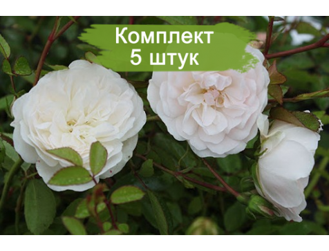 Роза почвопокровная Свани