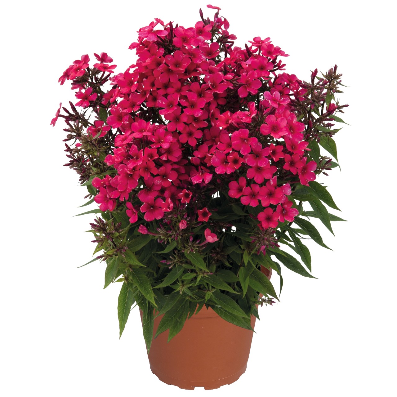 Флокс paniculata Early Red