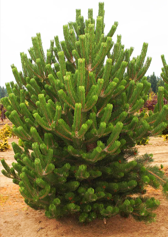 Сосна черная «Oregon Green» (Pinus nigra «Oregon Green»)