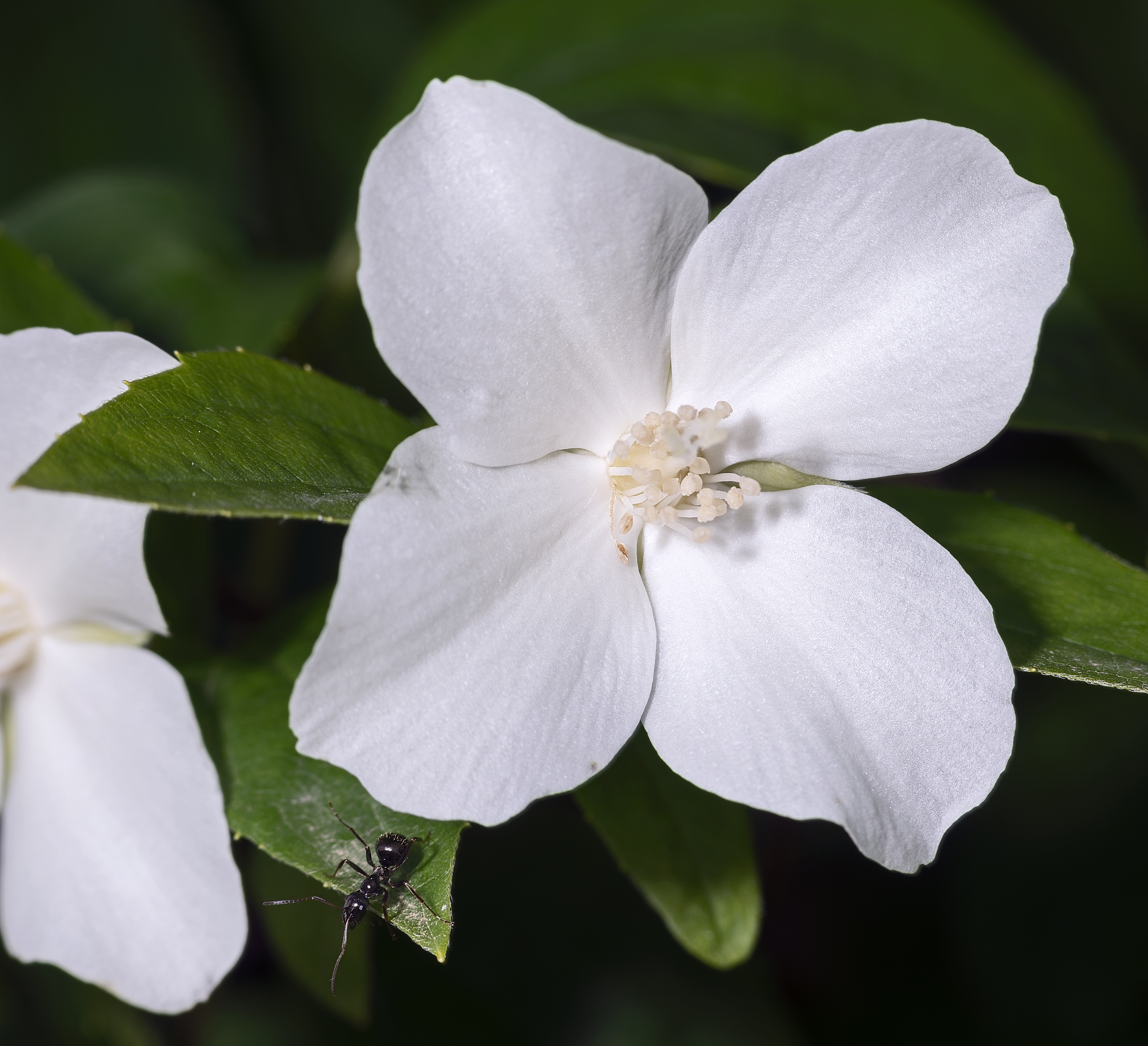 Чубушник венечный Танечка (Philadelphus coronarius )