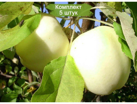 Яблоня Белый налив