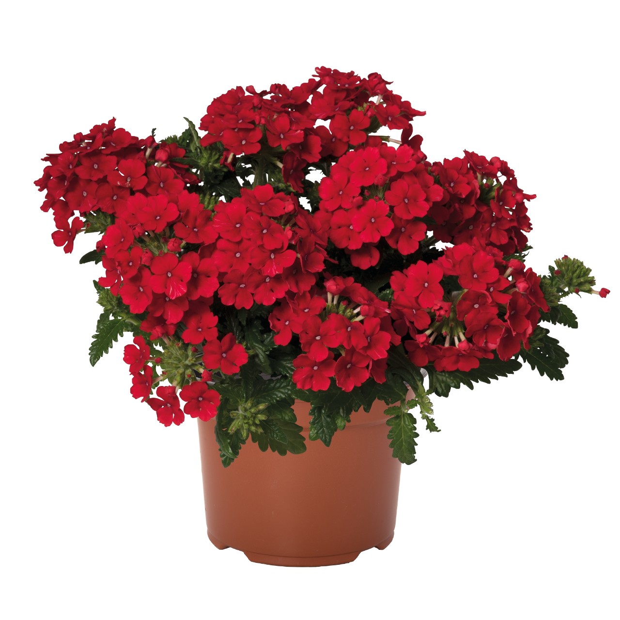 Вербена Lindolena Red