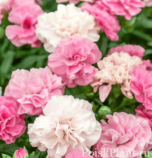 Гвоздика альвуди Dinamic Pink to White