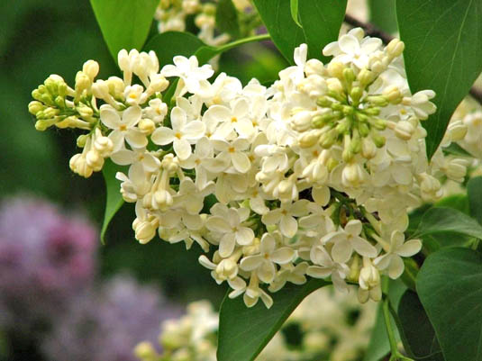 Сирень обыкновенная Syringa vulgaris "Primrose" :