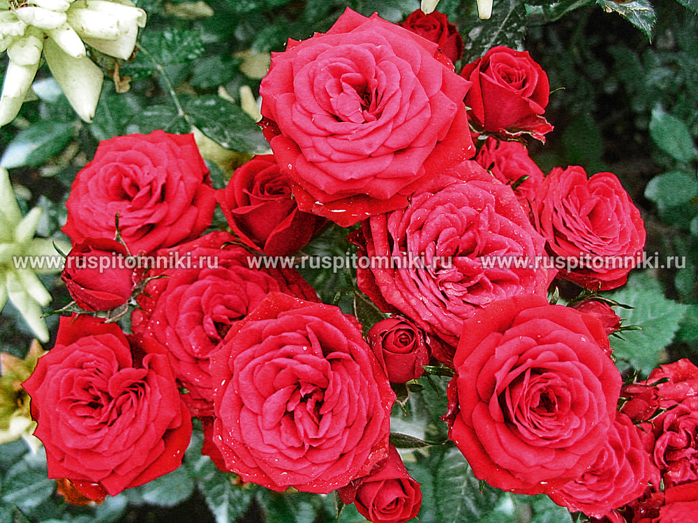 Миниатюрные розы Baby Baccara’ = ‘MEIpaede