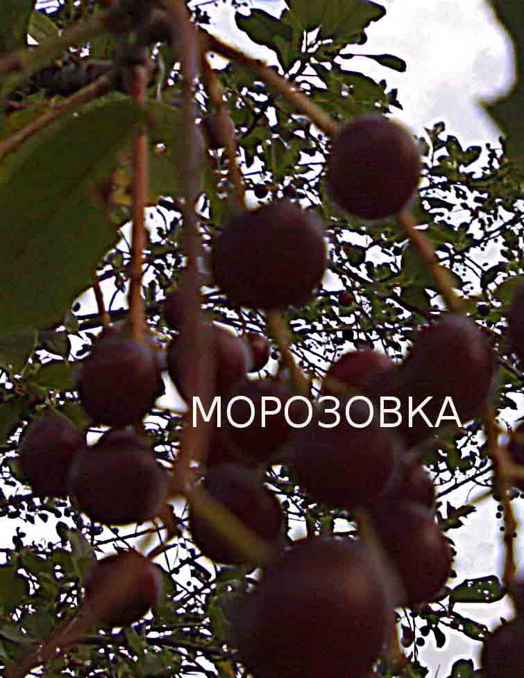 Вишня Морозовка