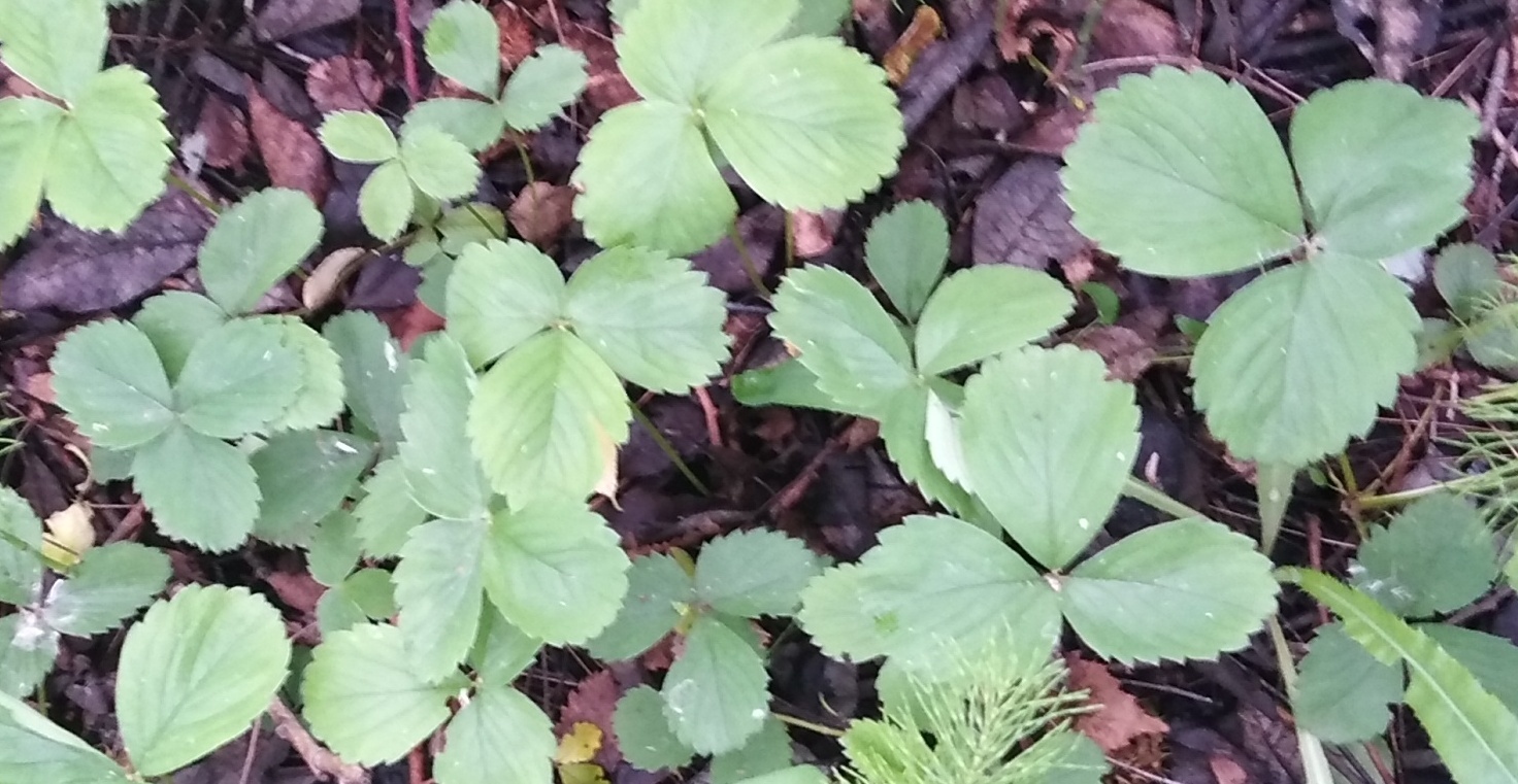 international backfill (iNaturalist): Fragaria × ananassa