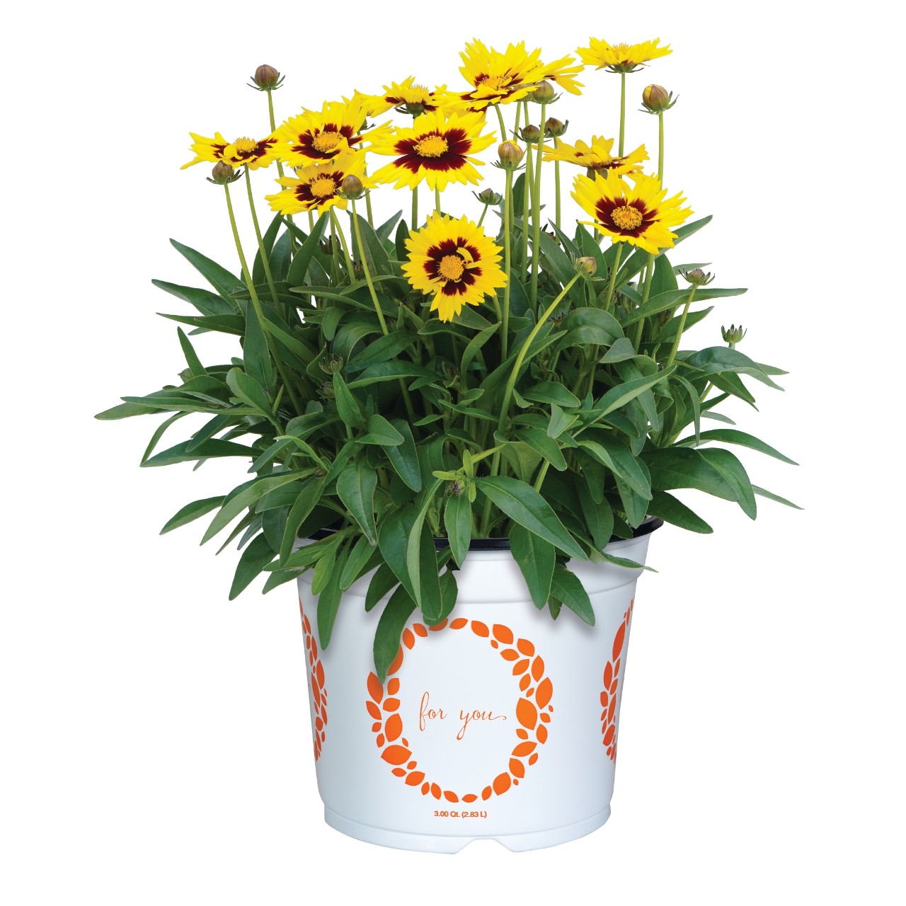 Кореопсис Radiant Yellow