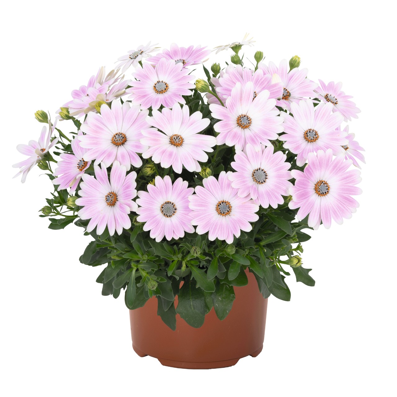 Остеоспермум Margarita Soft Pink