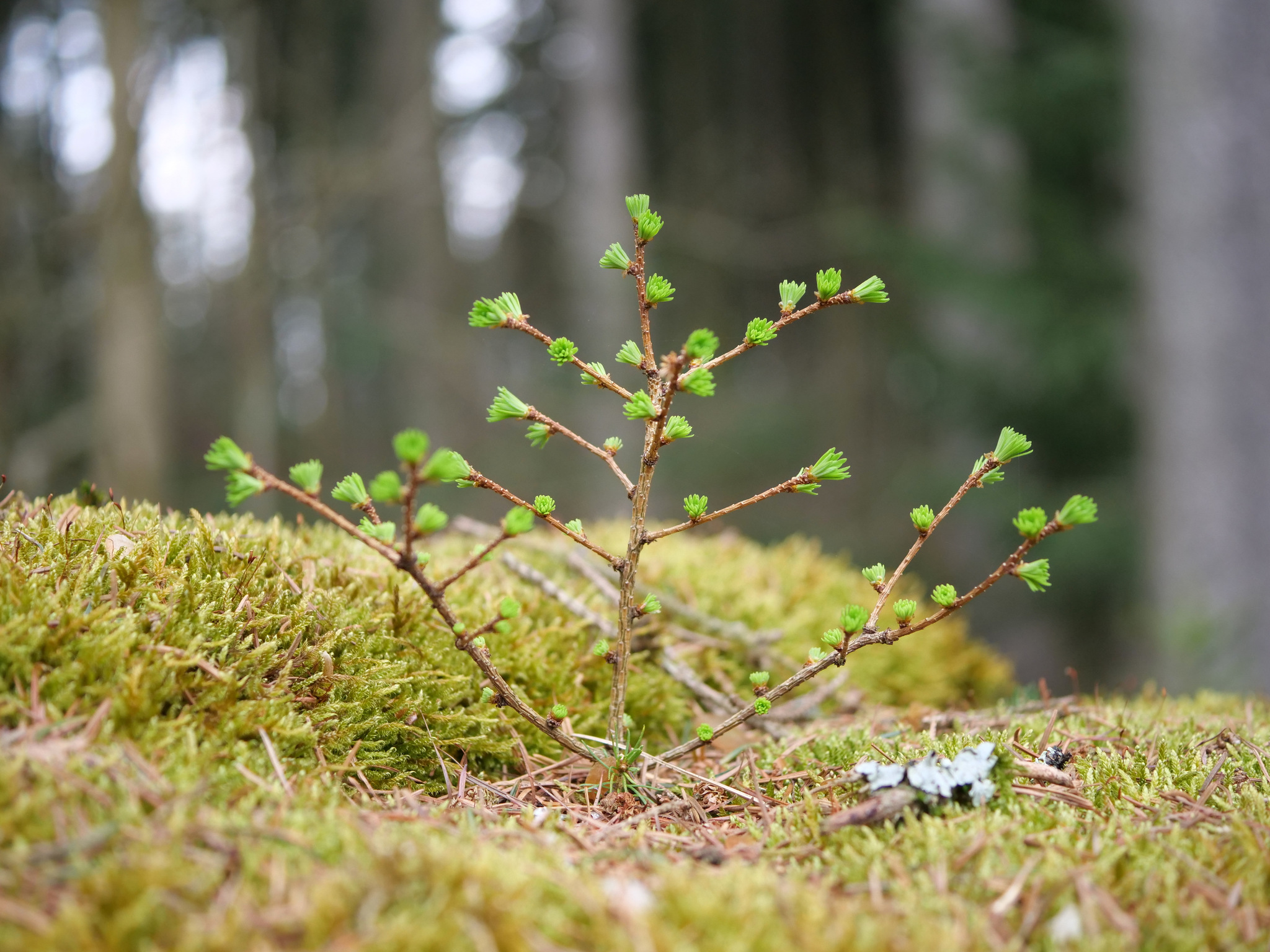 international backfill (iNaturalist): Larix