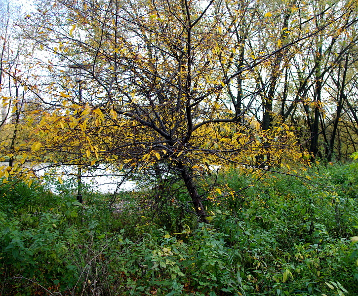 international backfill (iNaturalist): Malus