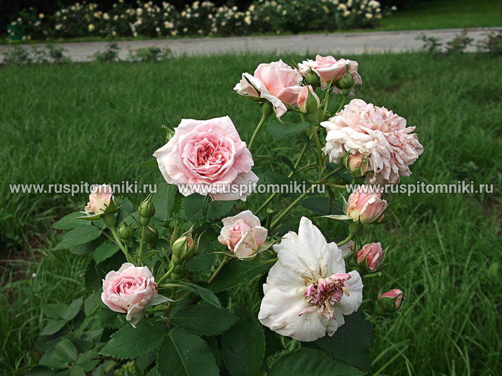 Плетистые крупноцветковые розы Domaine de Courson
