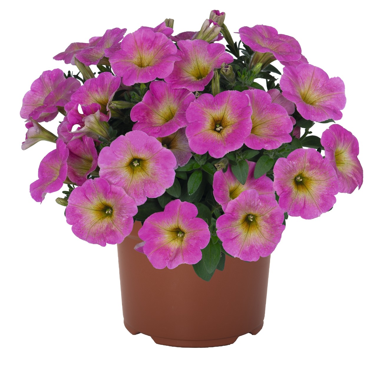 Петуния Sweetunia Baby Pink 2026