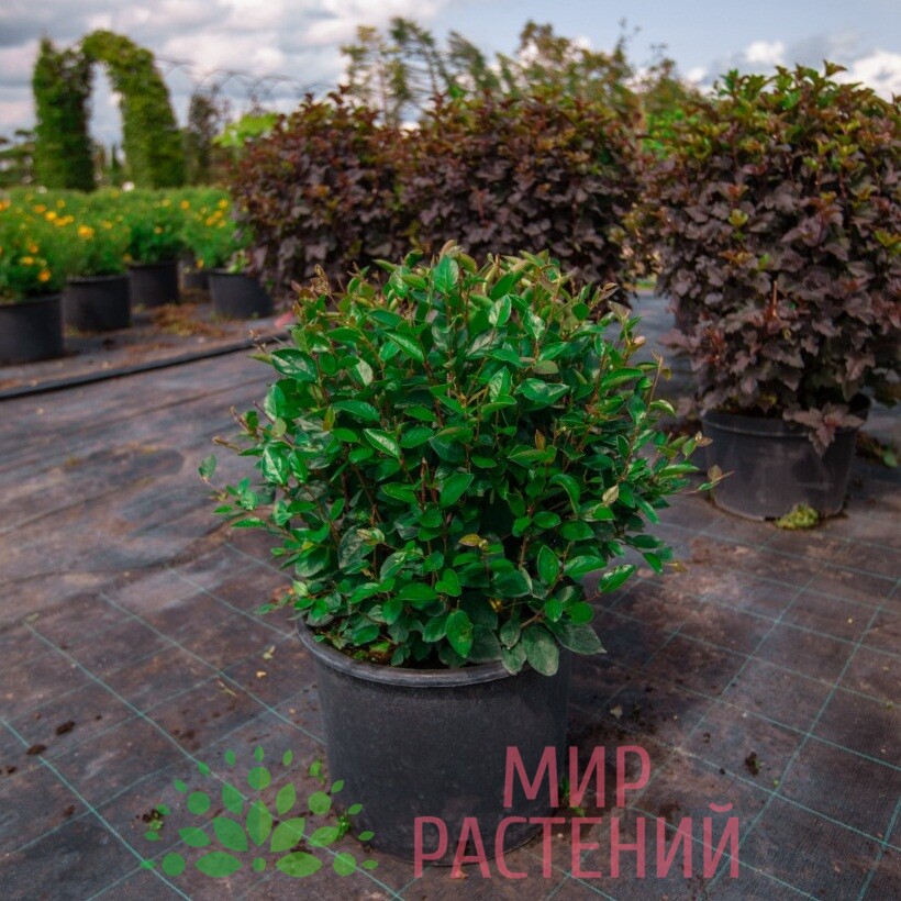 kizilnik-cotoneaster-blestyaschiy