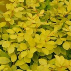 Барбарис тунберга (Berberis thunbergii Golden Ghost)