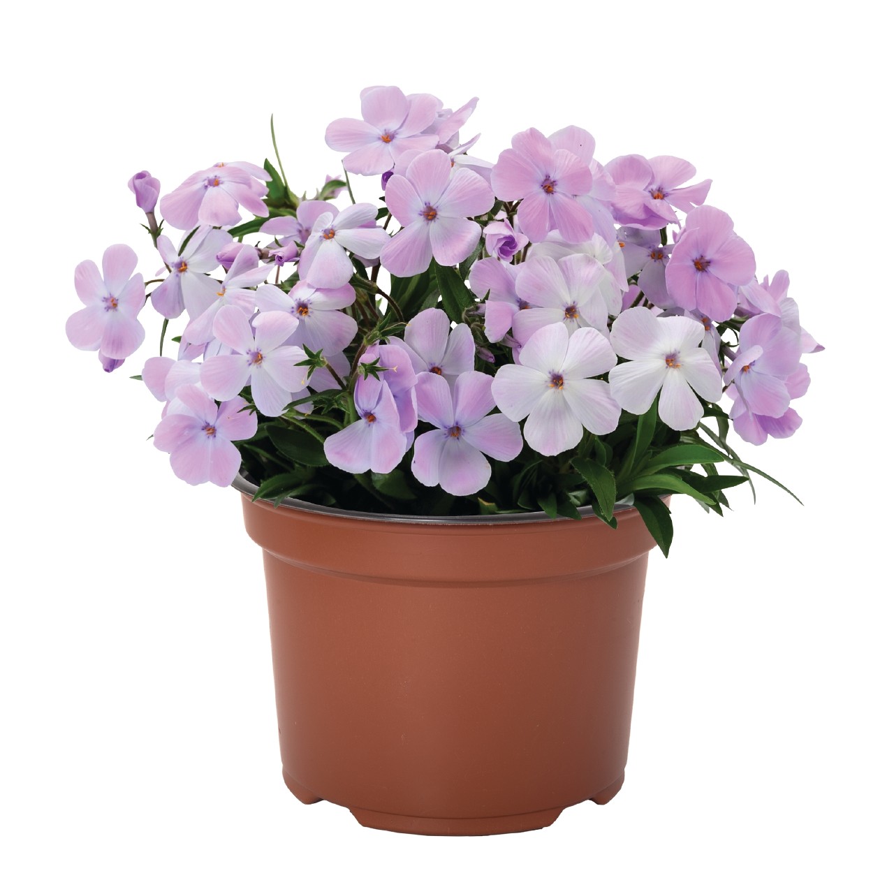 Флокс hybrida Woodlander Lilac