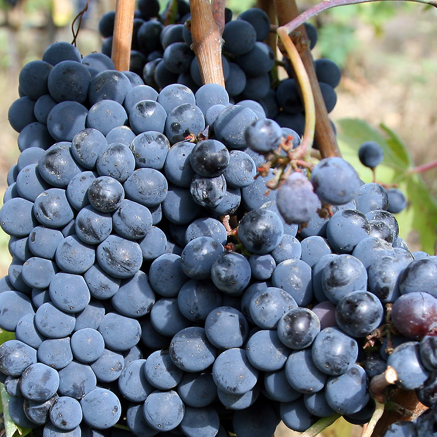 Виноград Sangiovese