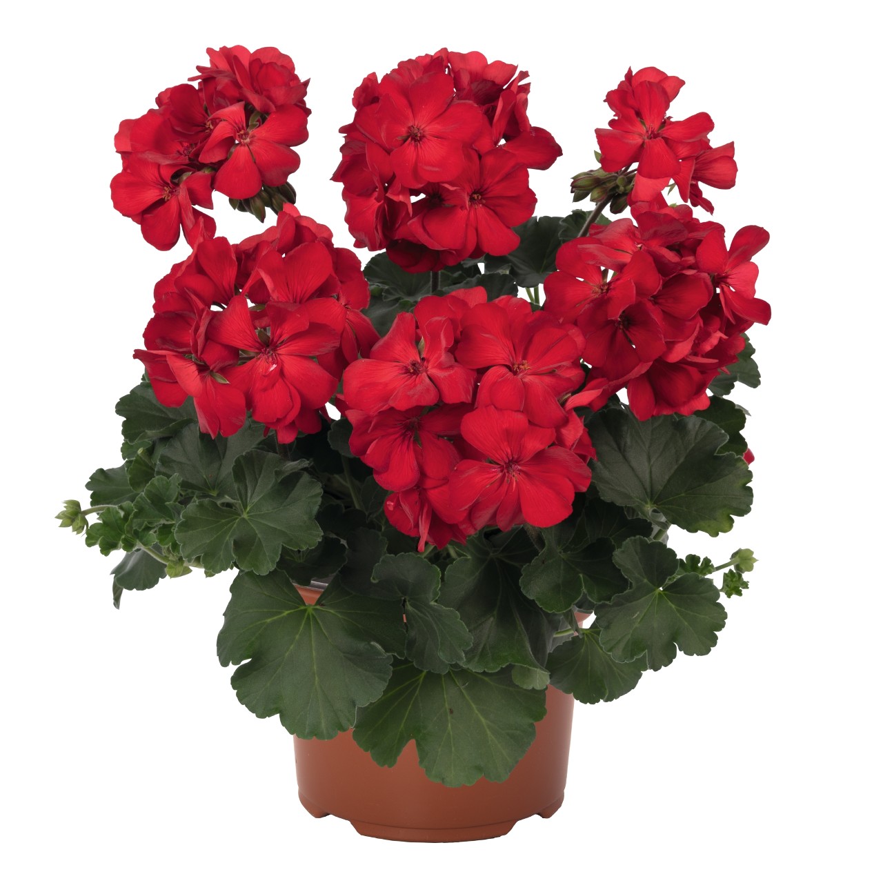 Пеларгония Sarita Dark Red