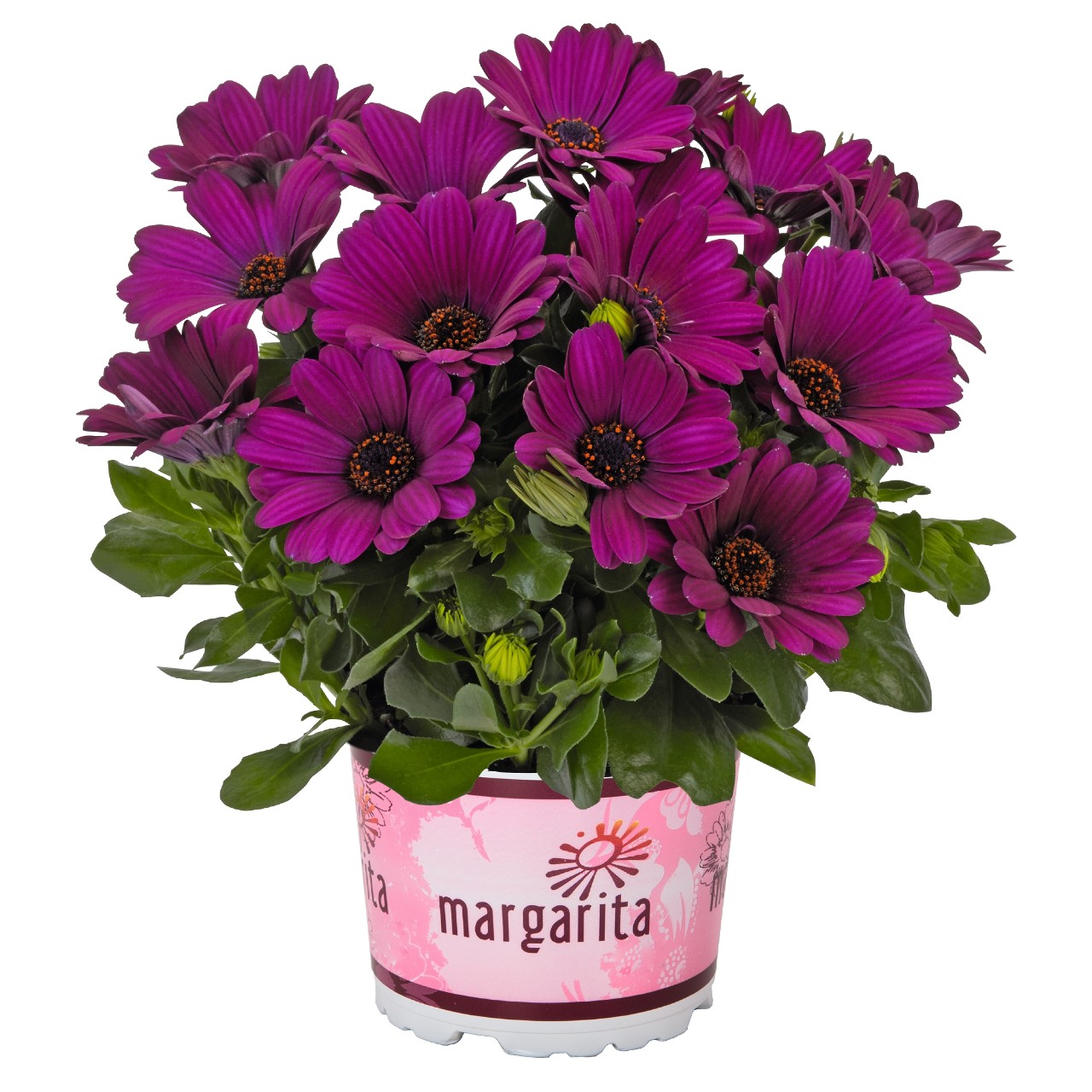 Остеоспермум Margarita Purple